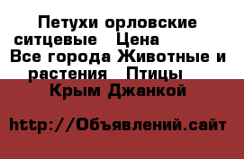 Петухи орловские ситцевые › Цена ­ 1 000 - Все города Животные и растения » Птицы   . Крым,Джанкой